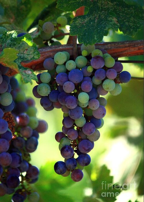 Grapes Greeting Card featuring the photograph Wine to Be by Patrick Witz