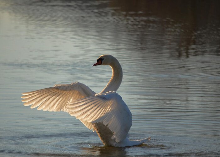 Swans Greeting Card featuring the photograph Wing flapper by Brian Stevens