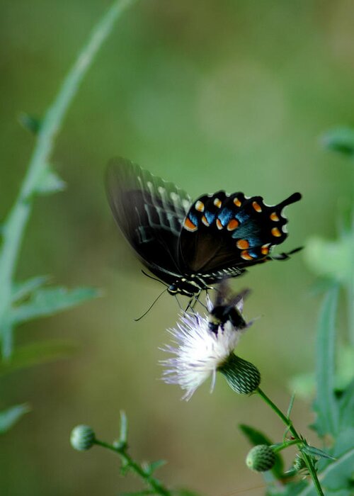 Butterfly Greeting Card featuring the photograph Wings In Motion by David Weeks