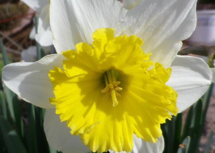 Flower Greeting Card featuring the photograph Winter Daffodil by Jonathan Barnes