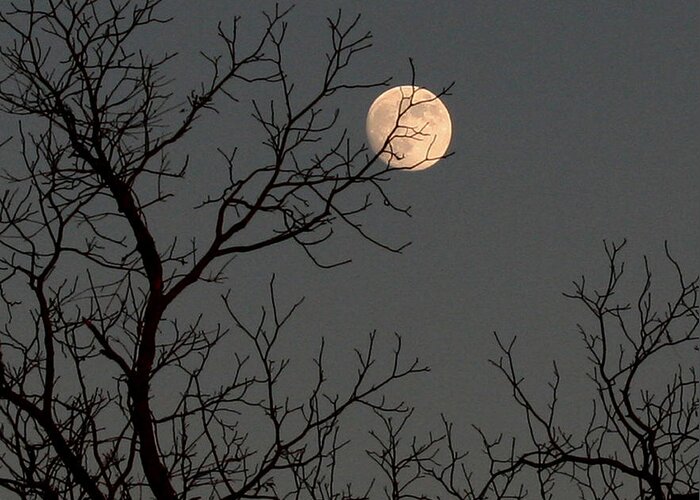 Tree Greeting Card featuring the photograph Winter Moon by Karen Harrison Brown