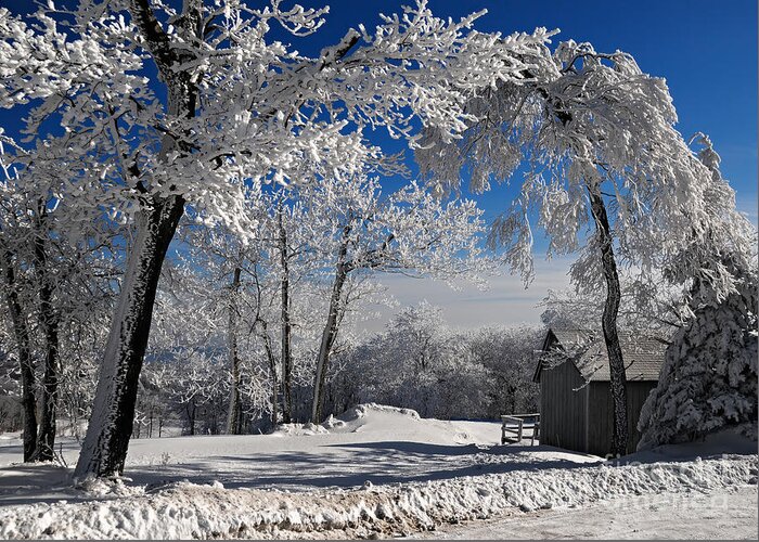 Winter Morning Greeting Card featuring the photograph Winter Morning by Lois Bryan