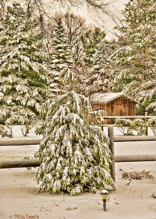 Snow Greeting Card featuring the photograph Winter Pine by Mary Timman