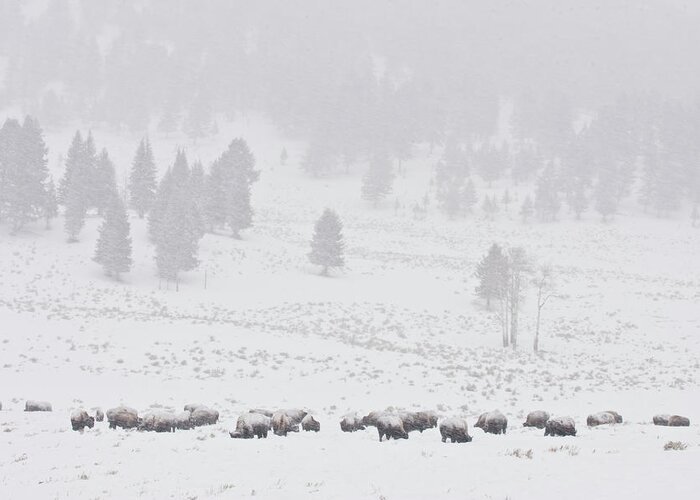 Bison Buffalo American Endangered Species Extinction Recovery Yellowstone Snow Winter Storm Greeting Card featuring the photograph Winter Storm by D Robert Franz