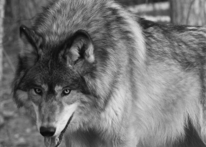 Wolf Greeting Card featuring the photograph Wolf Stare by Kate Purdy