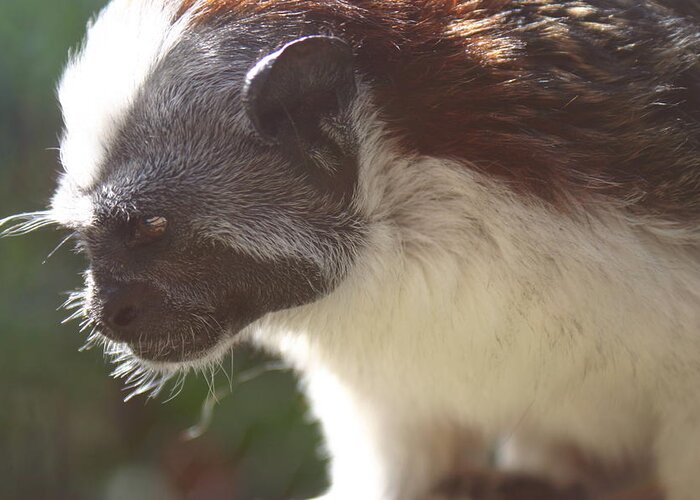 Geoffroy's Tamarin Greeting Card featuring the photograph Wonder by Dolly Sanchez