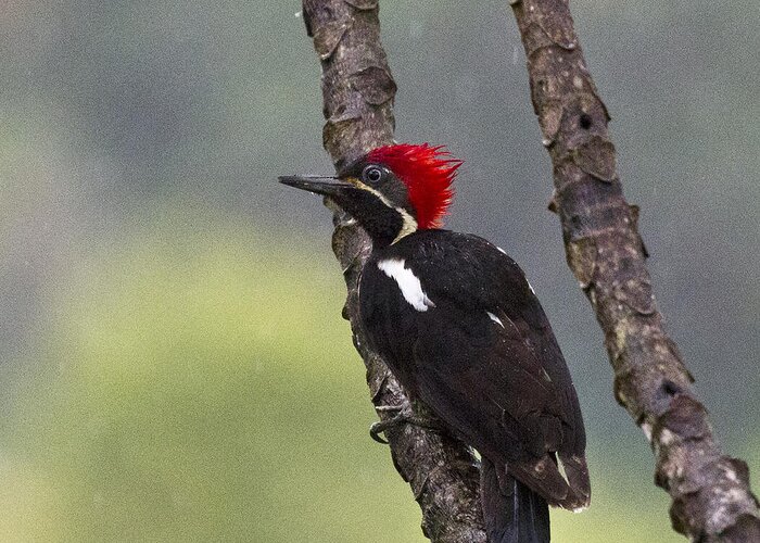 Panama Greeting Card featuring the photograph Woodpecker 4 by Heiko Koehrer-Wagner