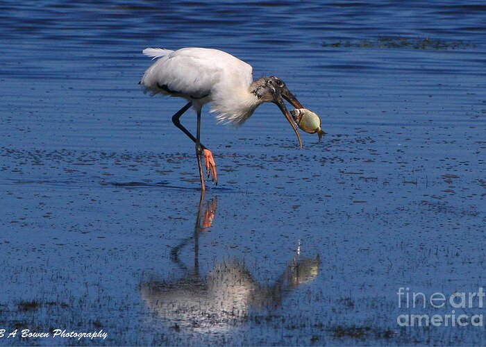 Wood Stork Greeting Card featuring the photograph Woodstork catches fish by Barbara Bowen