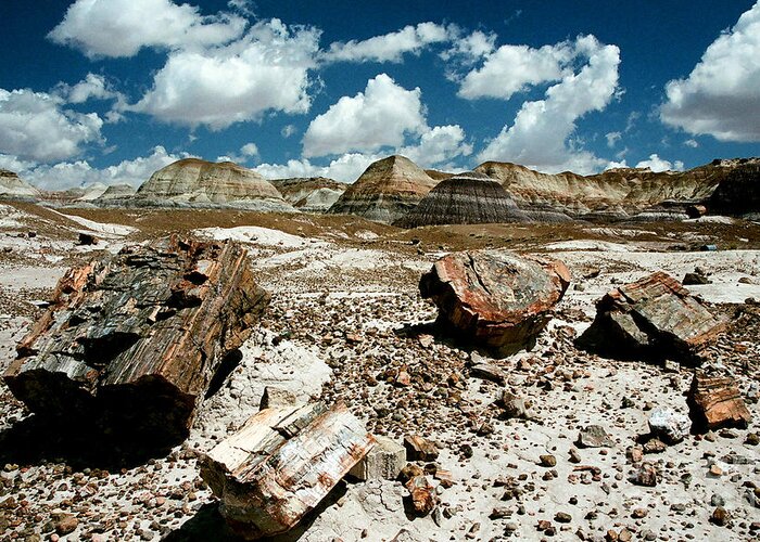 Petrified Wood Greeting Card featuring the photograph Woody landscape by Frank Townsley