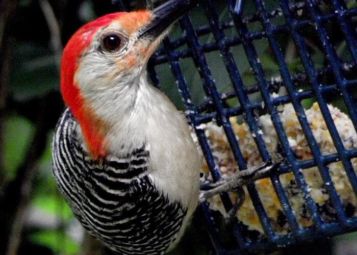 Red Greeting Card featuring the photograph Woody Woodpecker by Kim Galluzzo