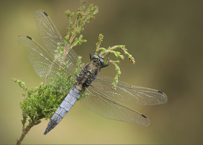 Dragonfly Greeting Card featuring the photograph Wounded Hero by Andy Astbury