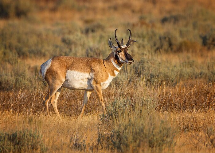 2012 Greeting Card featuring the photograph Wyoming Pronghorn by Ronald Lutz