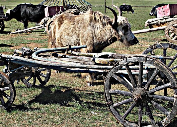 Wooden Wagon Greeting Card featuring the photograph Yak and Wagon Bed by Louise Peardon