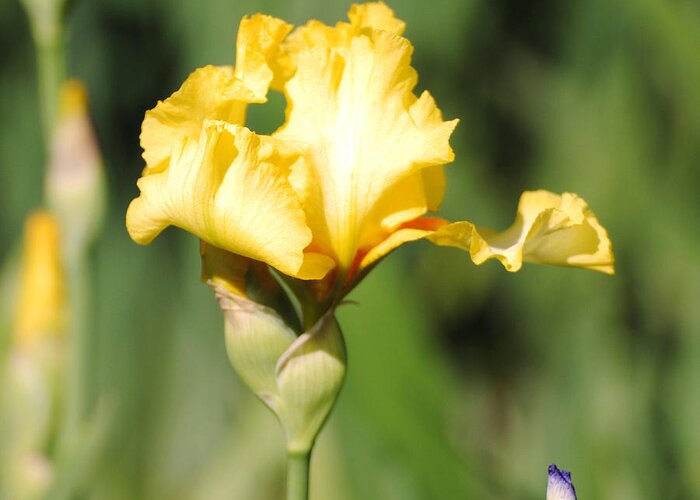Beautiful Iris Greeting Card featuring the photograph Yellow and White Iris by Jai Johnson