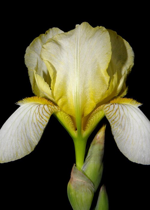 Iris Greeting Card featuring the photograph Yellow At Night by Kim Galluzzo