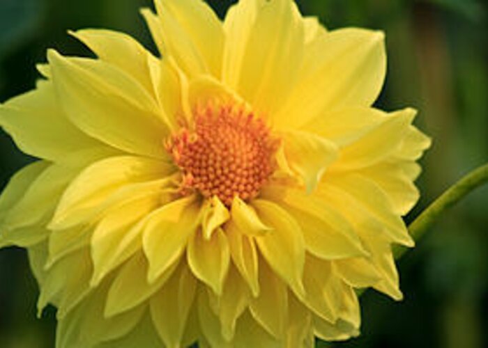 Flowering Shrubs Greeting Card featuring the photograph Yellow Dahlia by Ann Murphy