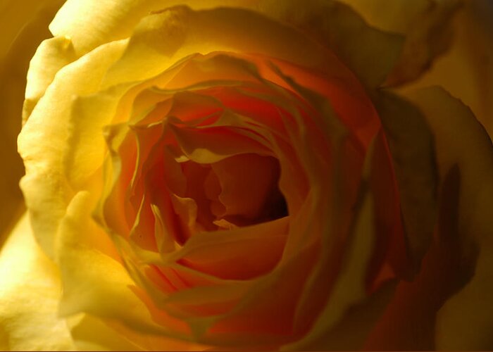 Rose Greeting Card featuring the photograph Yellow Delight by Wanda Brandon