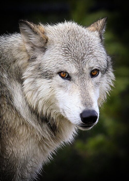 Wolf Greeting Card featuring the photograph Yellow Eyes by Steve McKinzie