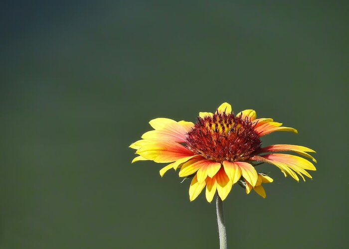 Yellow Greeting Card featuring the photograph Yellow Flower by Alan Hutchins