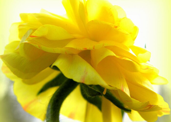 Ranunculus Greeting Card featuring the photograph Yellow Glow In The Sun by Kim Galluzzo Wozniak