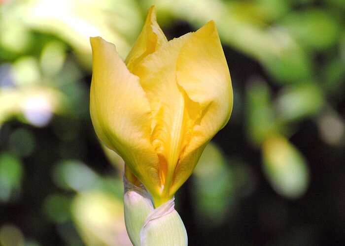 Beautiful Iris Greeting Card featuring the photograph Yellow Iris Bloom by Jai Johnson