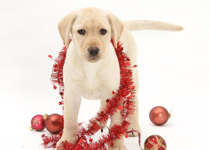 Animal Greeting Card featuring the photograph Yellow Lab Pup At Christmas by Mark Taylor