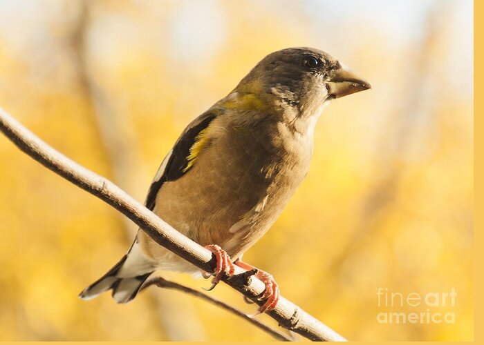 Grosbeak Greeting Card featuring the photograph Yellow Perch by Cheryl Baxter