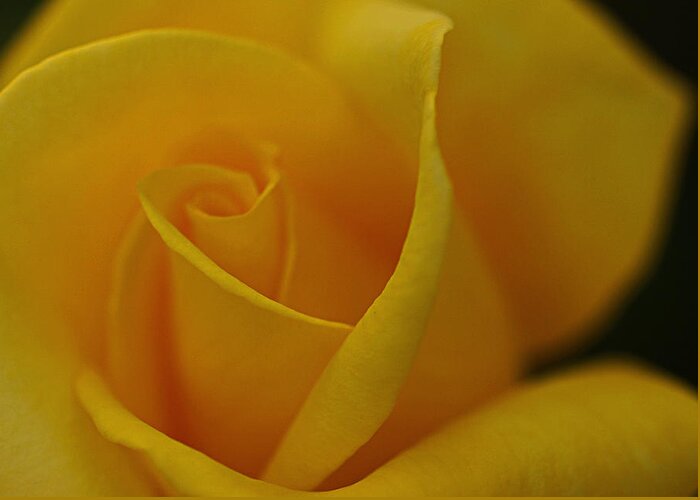 Yellew Rose Greeting Card featuring the photograph Yellow Rose by Dorothy Cunningham