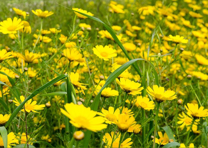 Background Greeting Card featuring the photograph Yellow wildflowers by Michael Goyberg