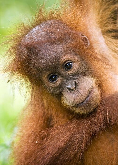 Pongo Abelii Greeting Card featuring the photograph Young Sumatran Orangutan by Tony Camacho