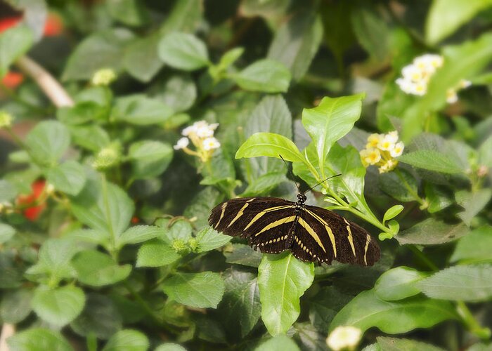 Zebra Longwing Butterfly Greeting Card featuring the photograph Zebra Butterfly by Marianne Campolongo