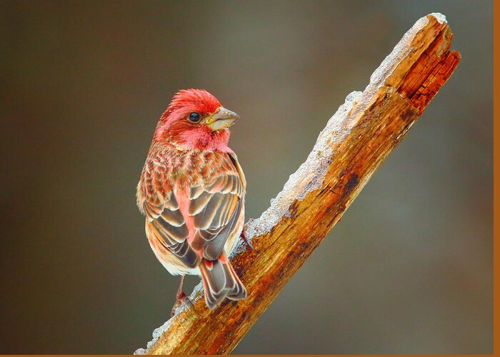 Birds Greeting Card featuring the photograph A Purple Finch by Duane Cross