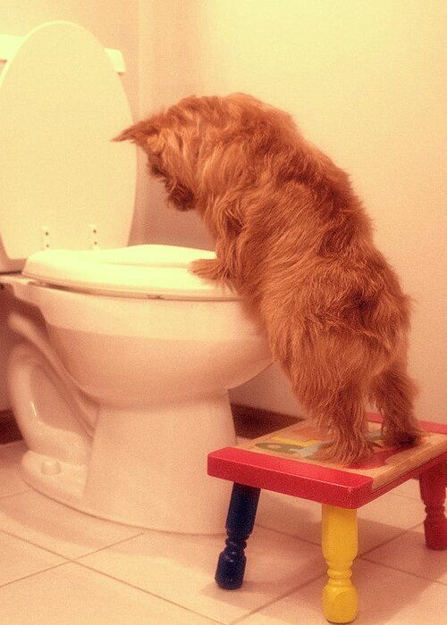 Norwich Terrier Staring Into A Toilet Greeting Card featuring the photograph Doggy Potty Training Time by Susan Stone