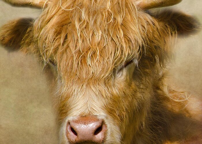 Highland Cow Greeting Card featuring the photograph Dozy Highlander by Linsey Williams