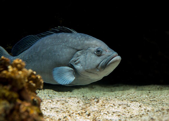 Fish Greeting Card featuring the photograph Grumpy Grouper by Robin-Lee Vieira