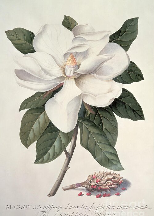 Plant Greeting Card featuring the painting Magnolia by Georg Dionysius Ehret