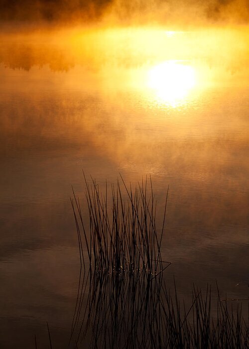 Misty Lake Greeting Card featuring the photograph Mist and Lake Reeds at Sunrise by Irwin Barrett