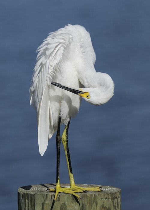 Egret Greeting Card featuring the photograph Preening Snowy Egret by Bradford Martin