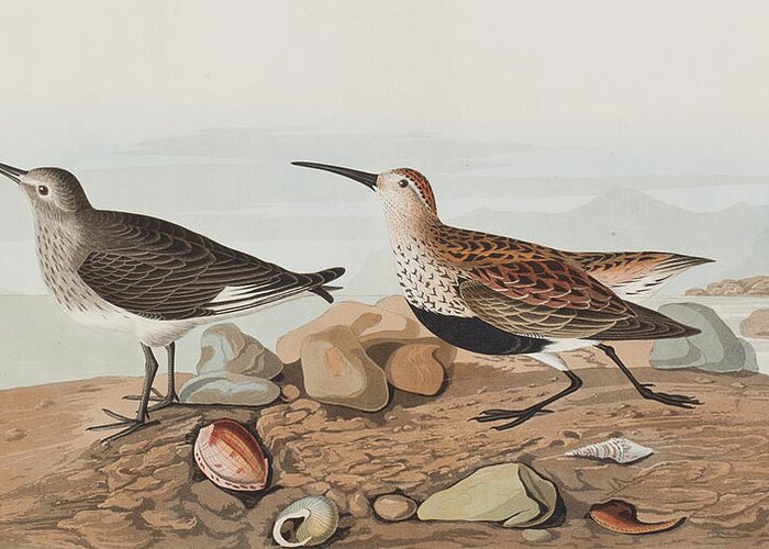 Sandpiper Greeting Card featuring the painting Red backed Sandpiper by John James Audubon