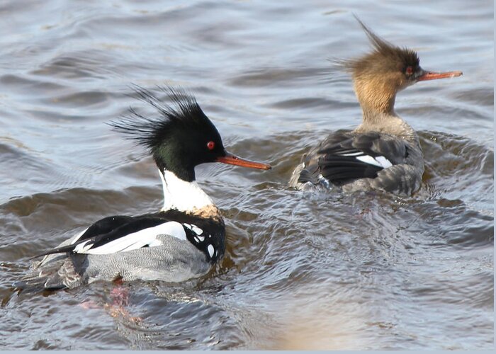 Redbreasted Merganser Duck Bird Photography Wallart Artwork Art Home Office Cellphone Pillows Decor Greeting Card featuring the photograph Red-Breasted-Merganser-Ducks by Cynthia Kirby