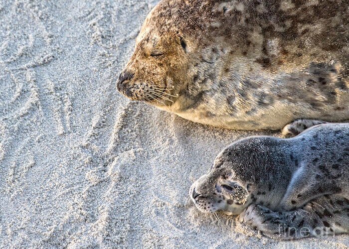Seal Greeting Card featuring the photograph Seal pup resting with Mama by Ruth Jolly