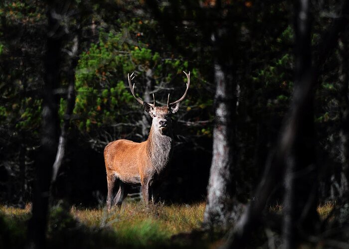  Stag In The Forest Greeting Card featuring the photograph Stag In The Forest by Gavin Macrae