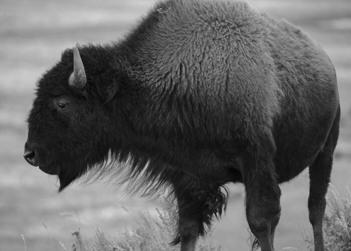 Baeuty In Beasts- Yellowstone Images- Yellowstone Wildlife- Bison In Ynp - Black And White Imagery- Prayers And Abundance- Sacred Animals. Greeting Card featuring the photograph The Beauty of Yellowstone by Rae Ann M Garrett