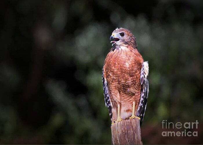 Hawk Greeting Card featuring the photograph This Is My Best Side by Sharon McConnell