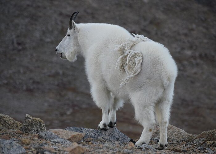 Mountain Goat Greeting Card featuring the photograph Mountain Goat Mnt Evans CO by Margarethe Binkley