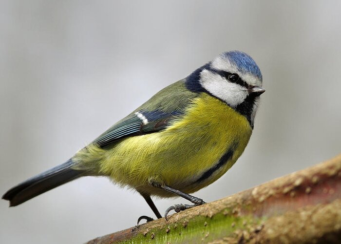 Blue Tit Greeting Card featuring the photograph   Blue Tit #1 by Gavin Macrae