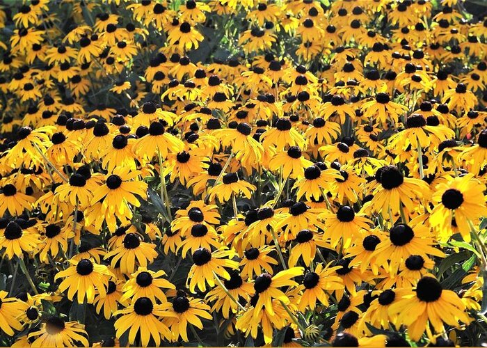 Black Eyed Susan Greeting Card featuring the photograph A Carpet of Black Eyed Susans by Kim Bemis