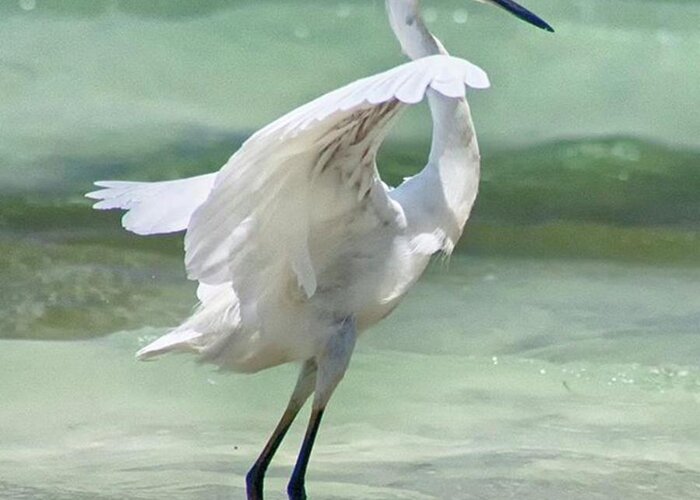 Egret Greeting Card featuring the photograph A Snowy Egret (egretta Thula) At Mahoe by John Edwards