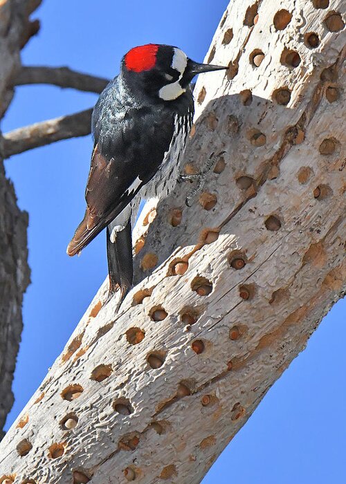 Bird Greeting Card featuring the photograph Acorn Woodpecker #1 by Alan Lenk