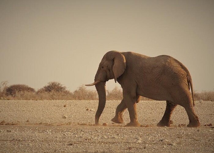Elephant Greeting Card featuring the photograph African Elephant #3 by Ernest Echols